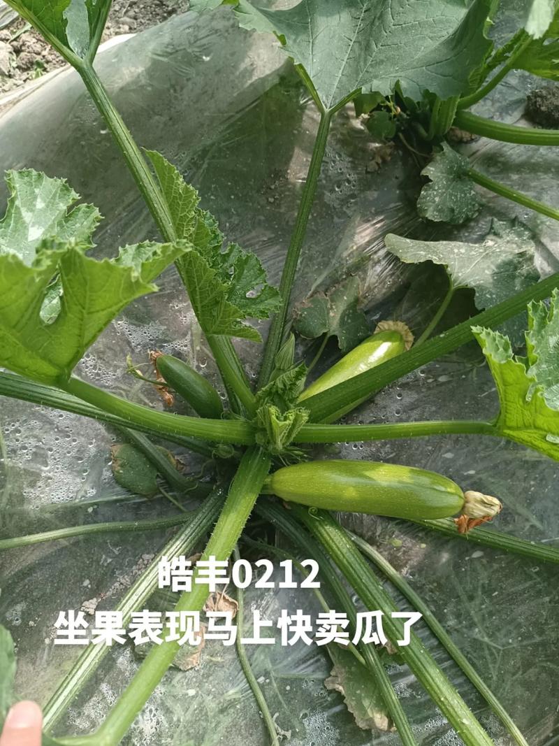 今日科普一下！西葫芦的生活,百科词条爱好_2024最新更新