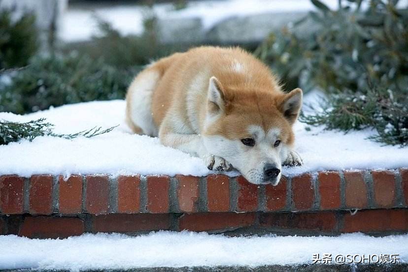 今日科普一下！忠犬八公的故事,百科词条爱好_2024最新更新